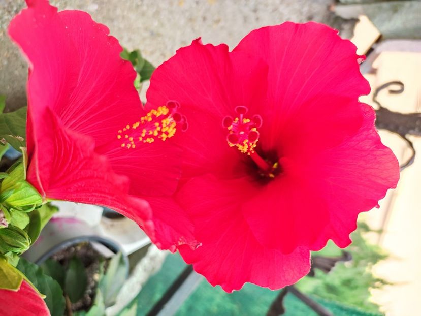  - Hibiscus 2021 -1
