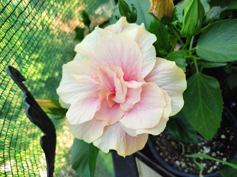  - Hibiscus 2021 -1