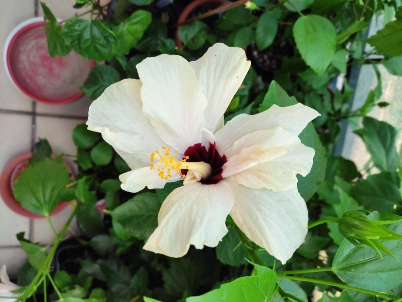  - Hibiscus 2021 -1