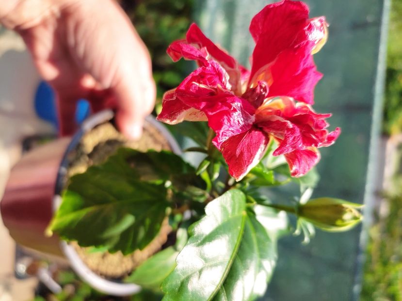  - Hibiscus 2021 -1