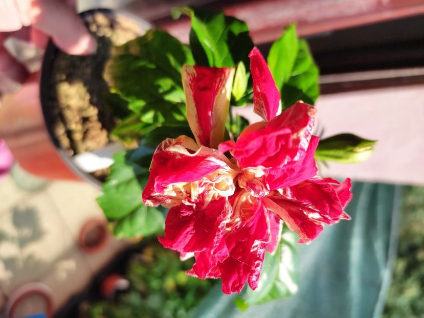  - Hibiscus 2021 -1