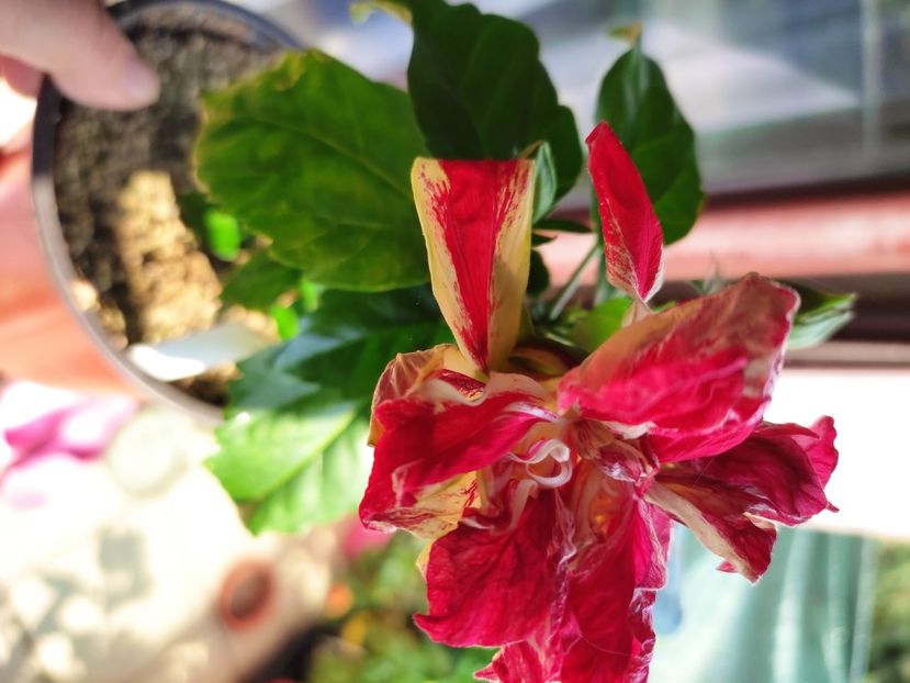  - Hibiscus 2021 -1