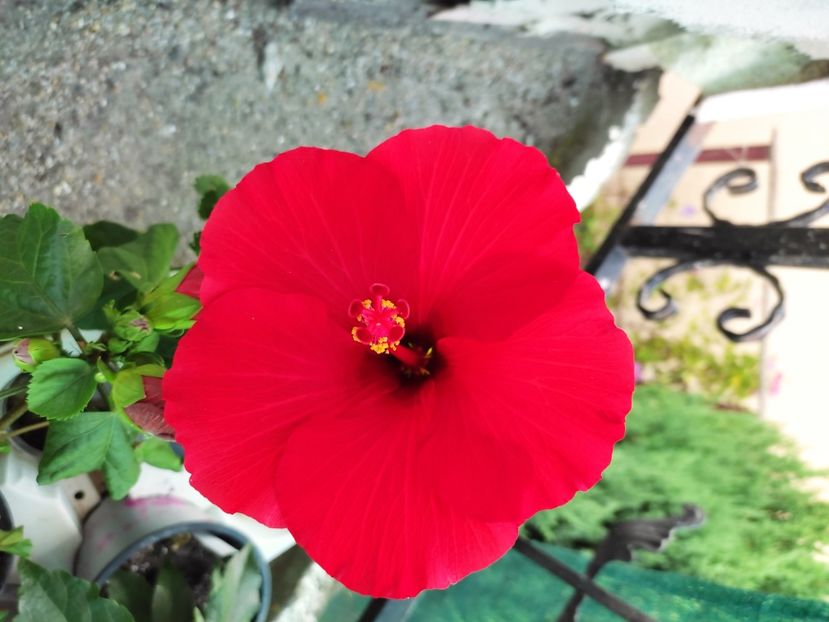  - Hibiscus 2021 -1