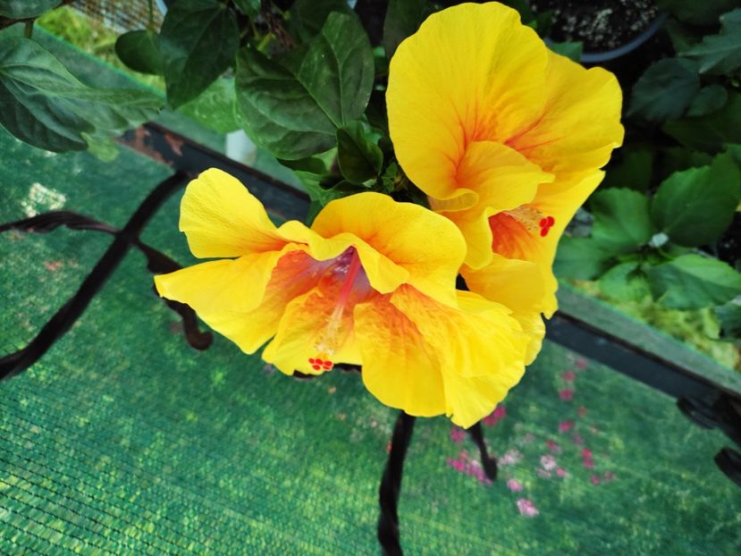  - Hibiscus 2021 -1