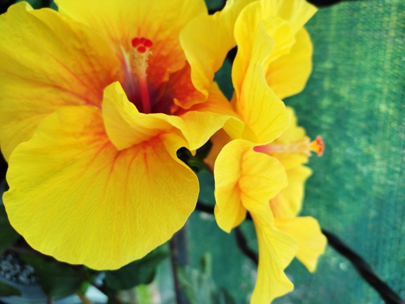  - Hibiscus 2021 -1
