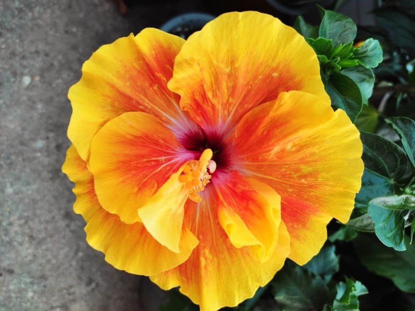  - Hibiscus 2021 -1