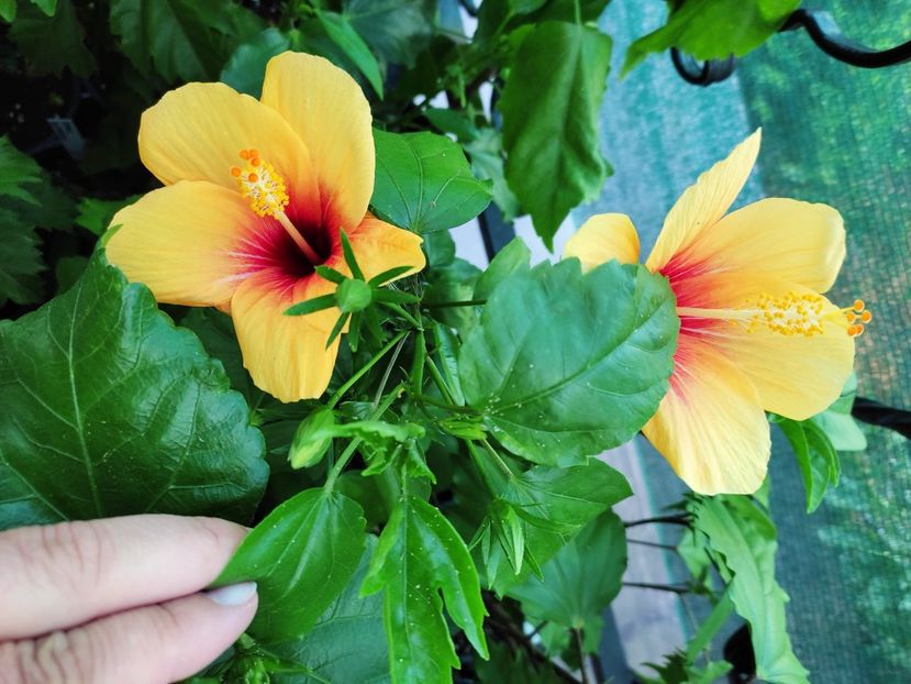  - Hibiscus 2021 -1