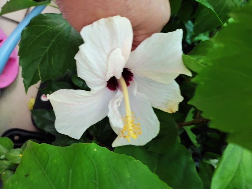  - Hibiscus 2021 -1