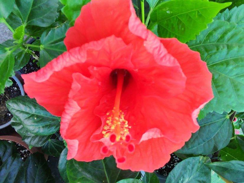  - Hibiscus 2021 -1