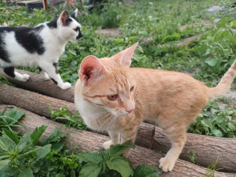  - Micile mele feline 2021