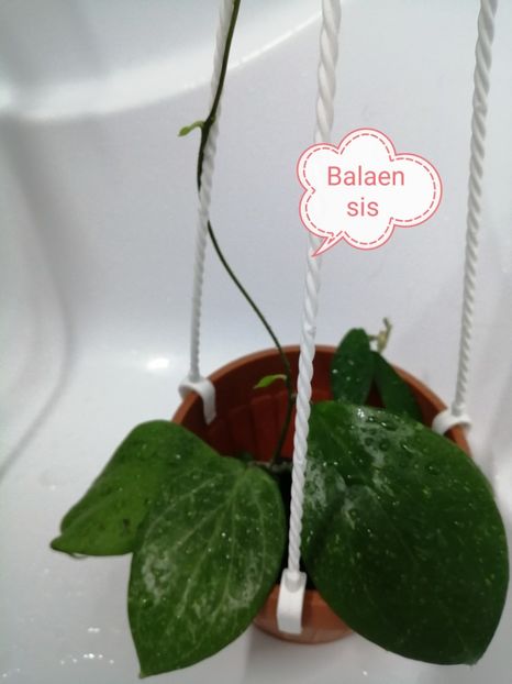  - Hoya Balaensis