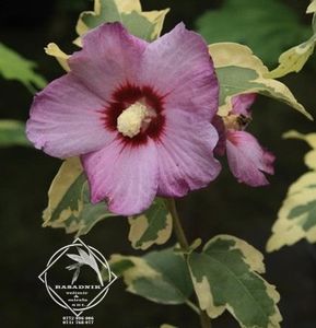 Hibiscus syriacus variegata'Meehanii'4 - HIBISCUS SYRIACUS variegata