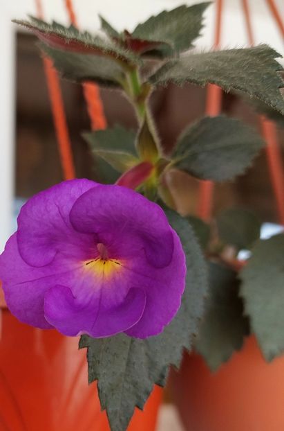  - TETRA KLAUS NEUBNER