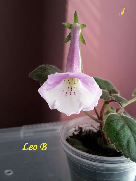 Leo B (12-07-2021`) - Sinningii 2021