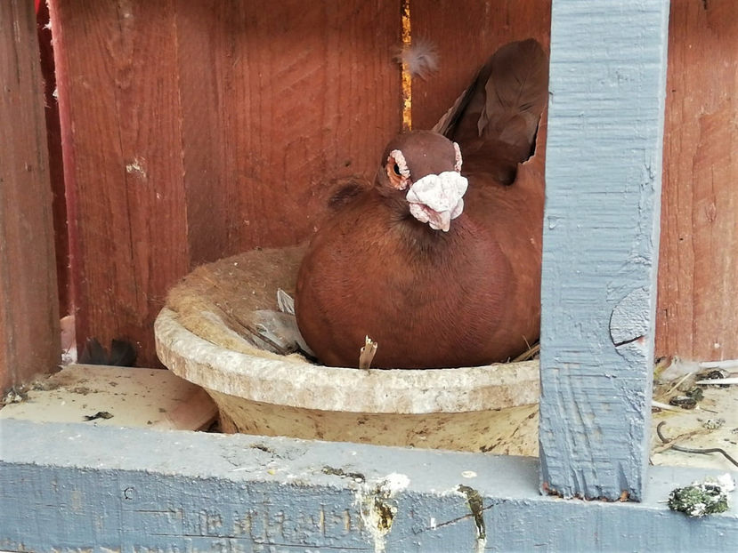 WhatsApp Image 2021-04-23 at 19.05.42 - Perechea 7