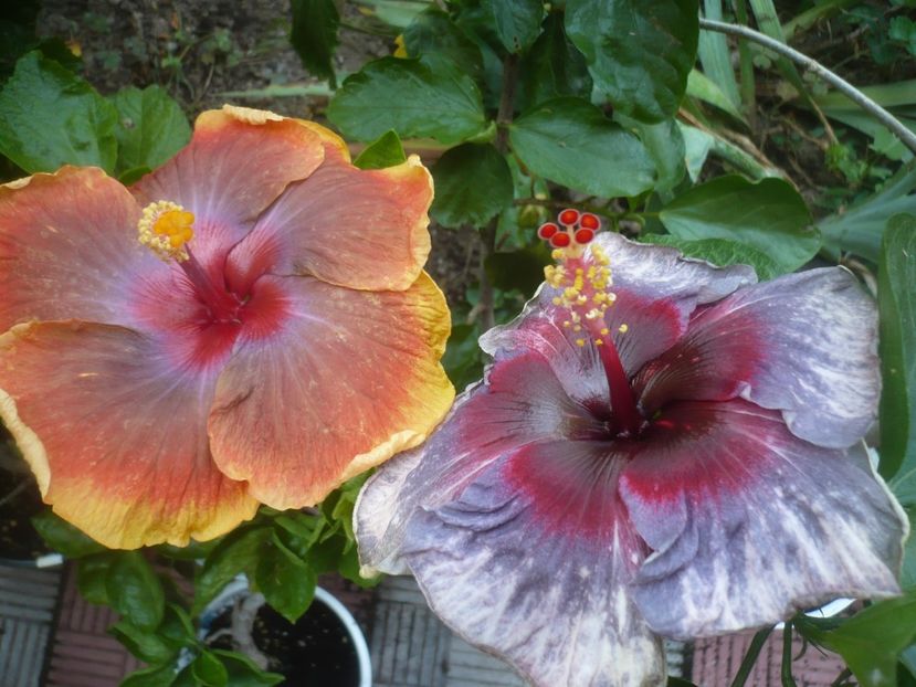 P1490510 - HIBISCUSI 2021-2