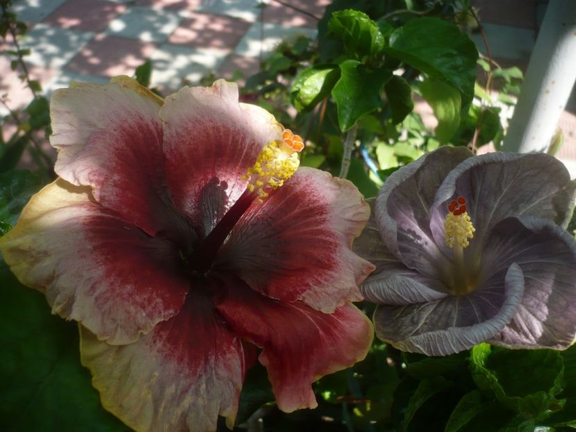 P1490515 - HIBISCUSI 2021-2