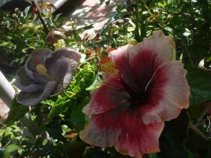 P1490517 - HIBISCUSI 2021-2
