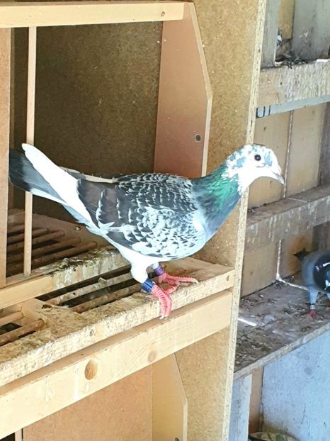 Jan Aarxen F. 2018 - Porumbei 2021