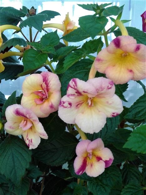 20210712_111247-1 - Aici cred ca a pictat Nataly