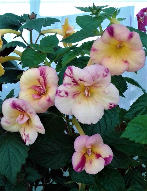  - Aici cred ca a pictat Nataly