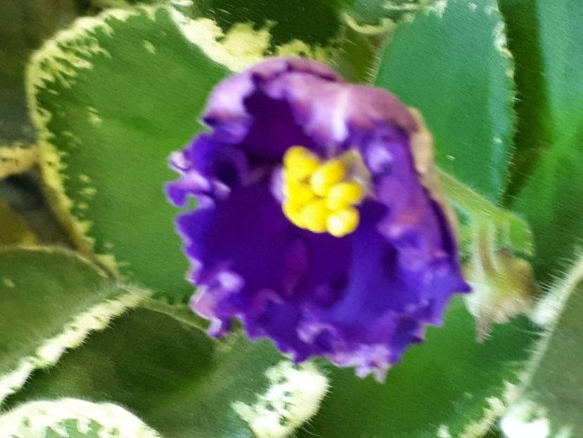  - ZZZ Lazurnyi Bereg