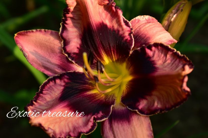 AddText_07-12-02.26.15 - Hemerocallis 2021