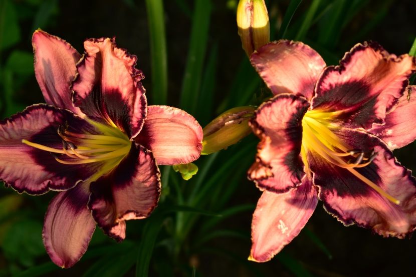  - Hemerocallis 2021