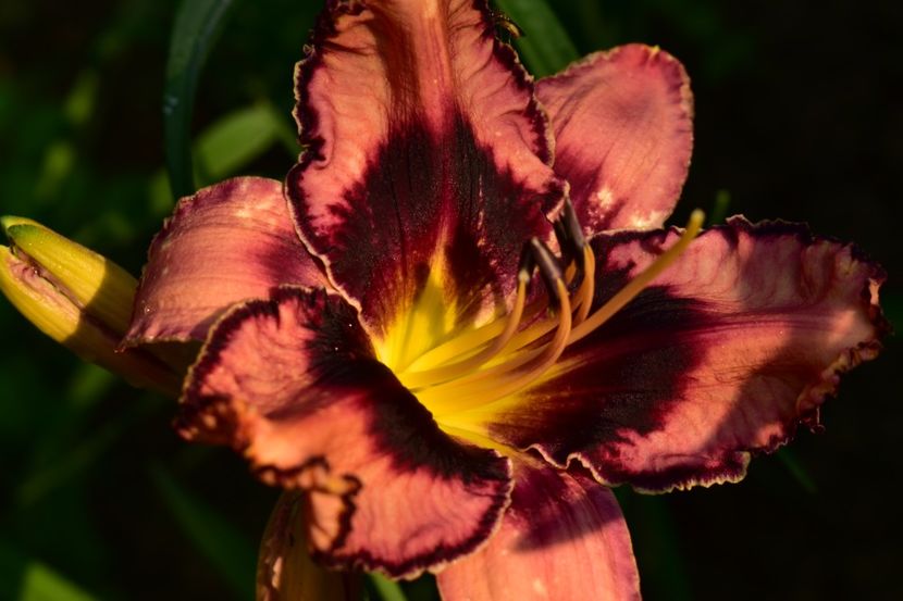  - Hemerocallis 2021