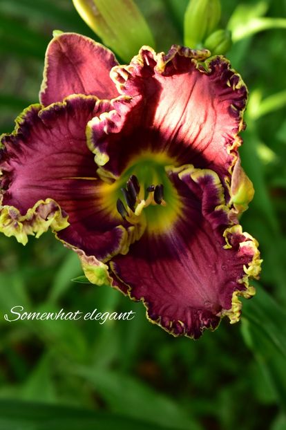 AddText_07-12-02.24.41 - Hemerocallis 2021