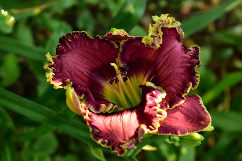  - Hemerocallis 2021
