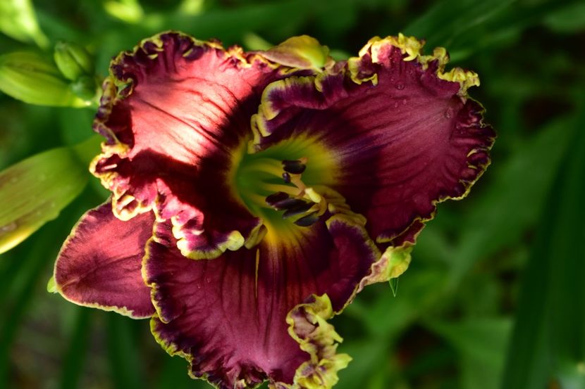  - Hemerocallis 2021