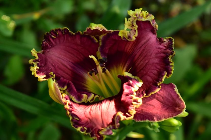  - Hemerocallis 2021