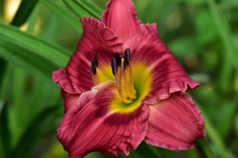  - Hemerocallis 2021