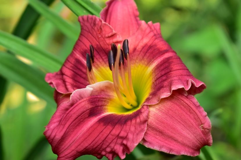  - Hemerocallis 2021