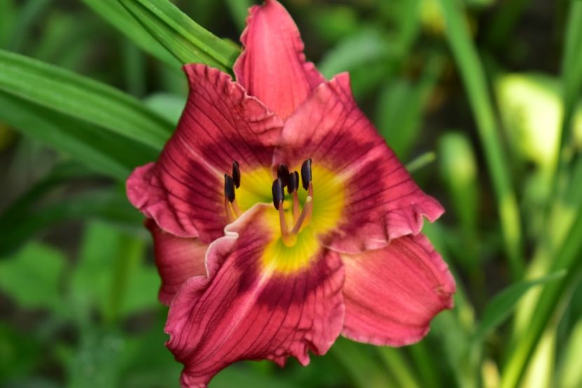  - Hemerocallis 2021