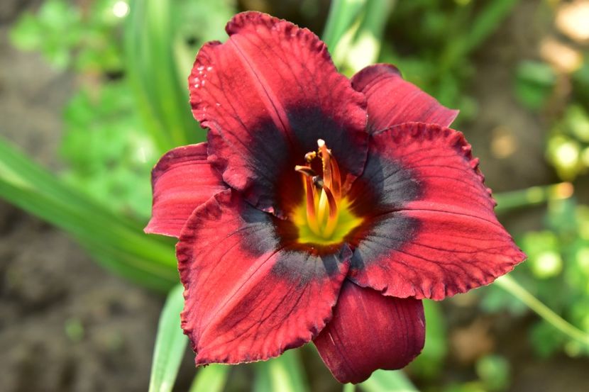  - Hemerocallis 2021