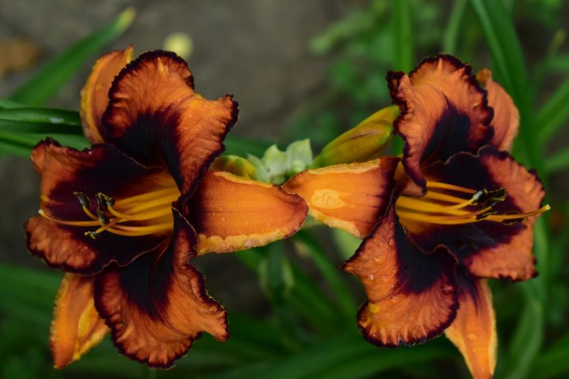  - Hemerocallis 2021