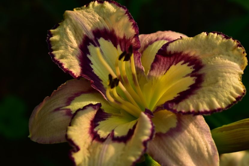  - Hemerocallis 2021