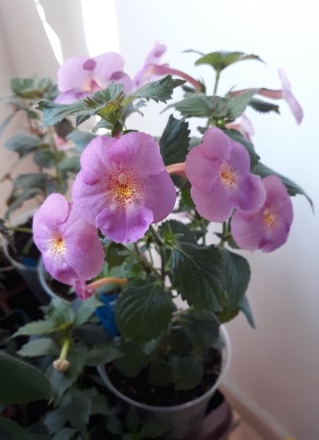  - 0001 2022 - BriD s Verena