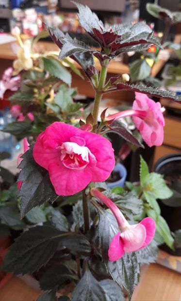  - 001 2021 - Dreamtime