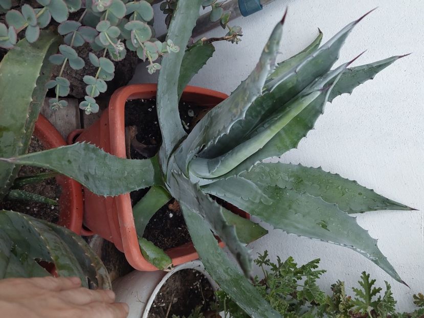 Agave 120lei 55 cm inaltime cu ghiveci - w Produse livrate