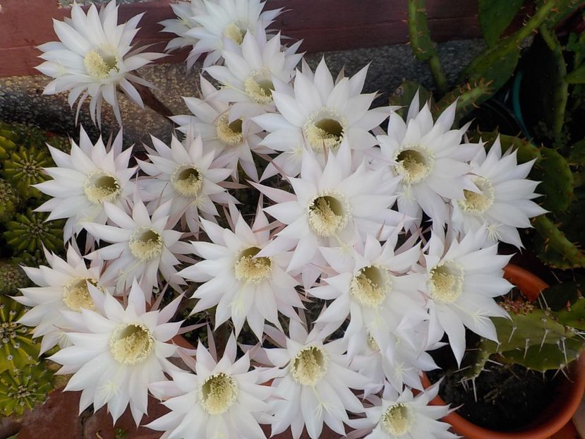 - echinopsis oxygona