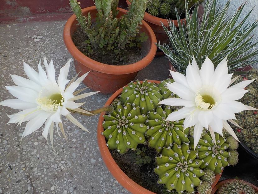  - echinopsis oxygona