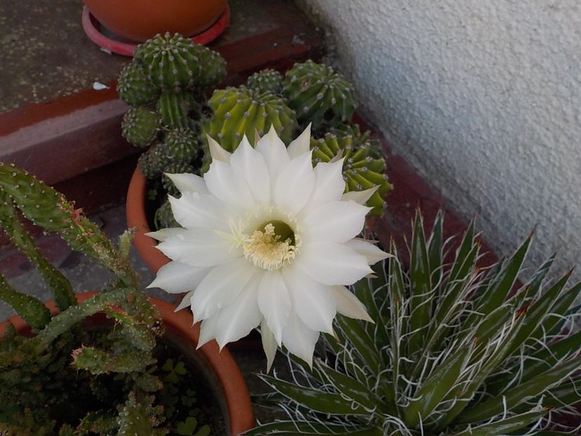  - echinopsis oxygona