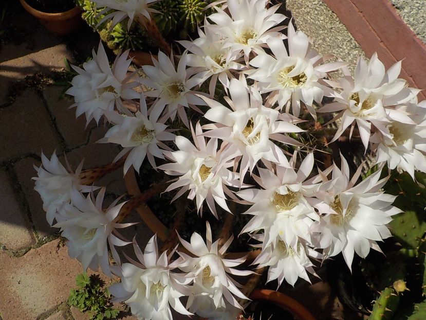  - echinopsis oxygona