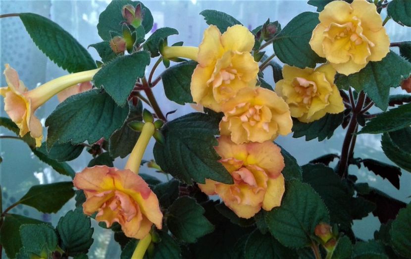  - colectia mea de achimenes 2021