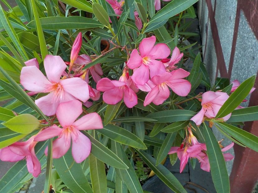  - papa gambeta nr 17