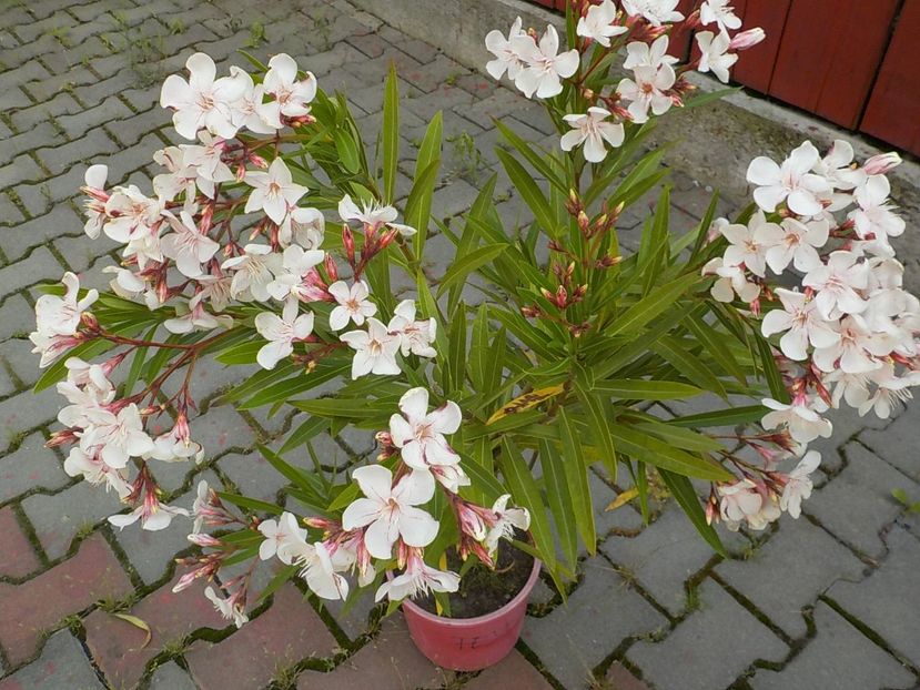  - harriet newding nr45
