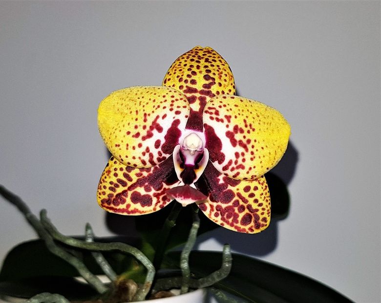  - Phalaenopsis 2